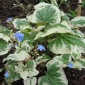 Brunnera macrophylla 'Variegata'